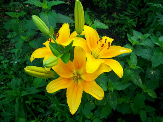431399 (a): :2048x1536